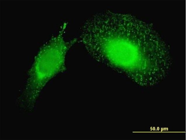 Monoclonal Anti-PDCD6IP antibody produced in mouse