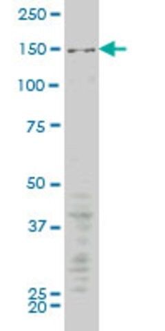 Monoclonal Anti-MAP3K5 antibody produced in mouse