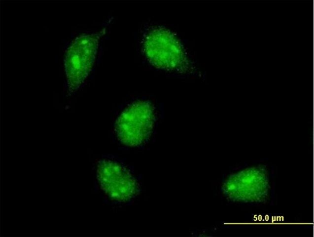 Monoclonal Anti-MAX antibody produced in mouse