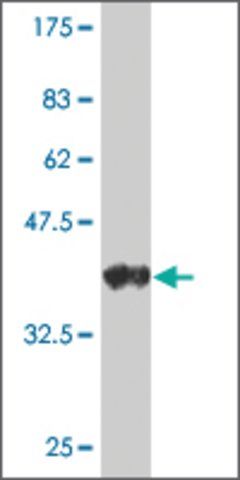 Monoclonal Anti-CHRNA4 antibody produced in mouse