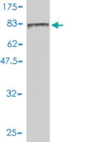 Monoclonal Anti-FES antibody produced in mouse