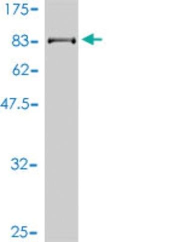 Monoclonal Anti-FLJ20105 antibody produced in mouse