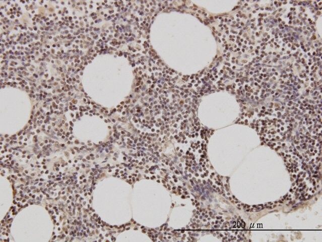 Monoclonal Anti-GMNN antibody produced in mouse