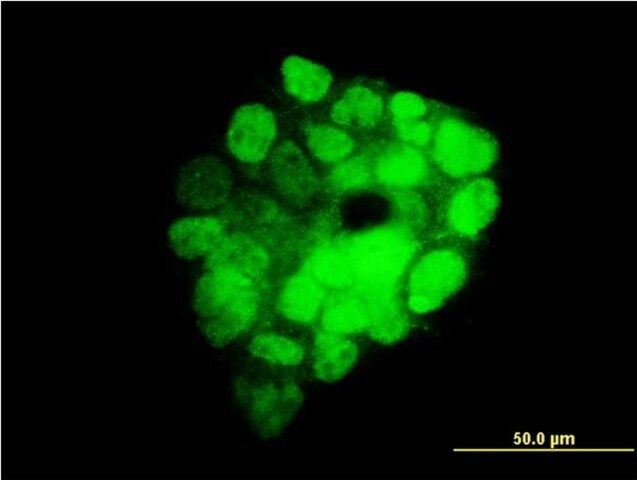 Monoclonal Anti-ITGB3BP antibody produced in mouse