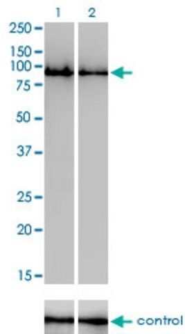 Monoclonal Anti-GOLGA5 antibody produced in mouse