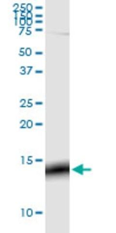 Monoclonal Anti-GNG3 antibody produced in mouse