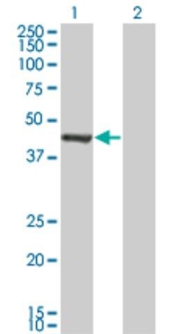 Monoclonal Anti-GMPPA antibody produced in mouse