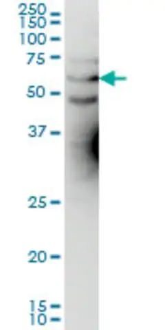 Monoclonal Anti-KCNA3 antibody produced in mouse