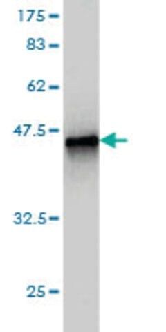 Monoclonal Anti-CARD6 antibody produced in mouse