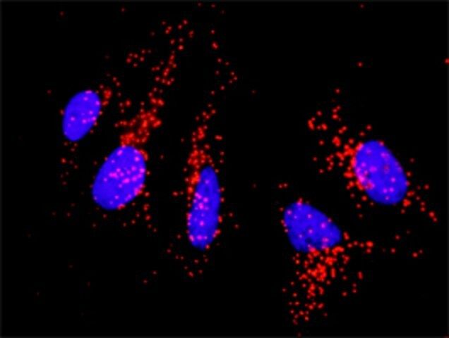 Monoclonal Anti-CD80 antibody produced in mouse