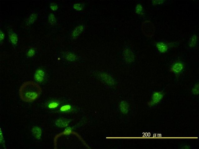 Monoclonal Anti-CBX5 antibody produced in mouse