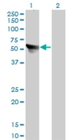 Monoclonal Anti-CCT7 antibody produced in mouse