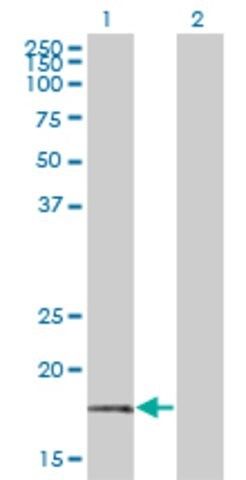 Monoclonal Anti-BTF3 antibody produced in mouse