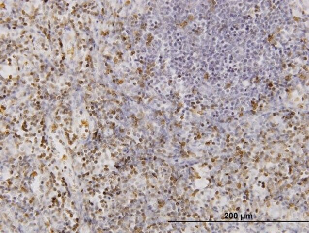 Monoclonal Anti-CD177 antibody produced in mouse