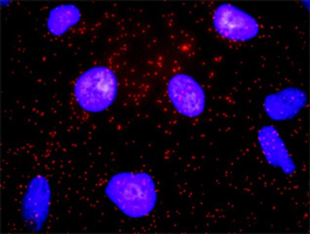 Monoclonal Anti-CD82 antibody produced in mouse