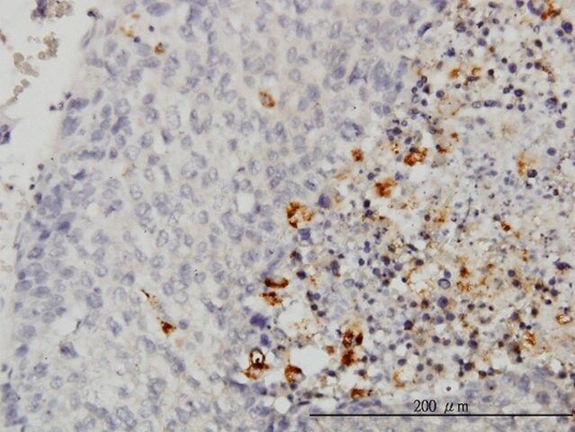 Monoclonal Anti-CASP1 antibody produced in mouse