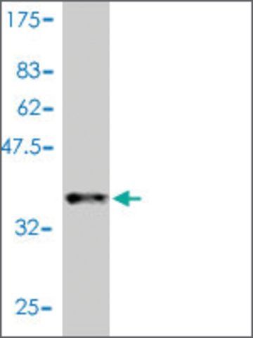 Monoclonal Anti-CCL11 antibody produced in mouse