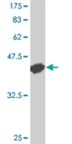 Monoclonal Anti-CD40 antibody produced in mouse