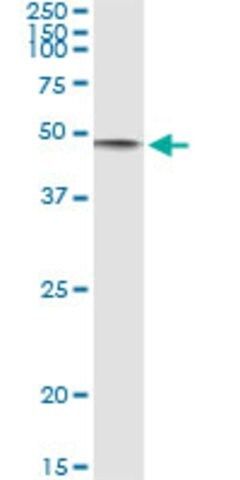 Monoclonal Anti-CD86 antibody produced in mouse