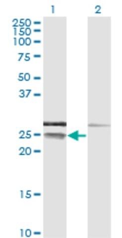 Monoclonal Anti-CD99 antibody produced in mouse