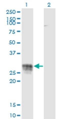 Monoclonal Anti-CD83 antibody produced in mouse