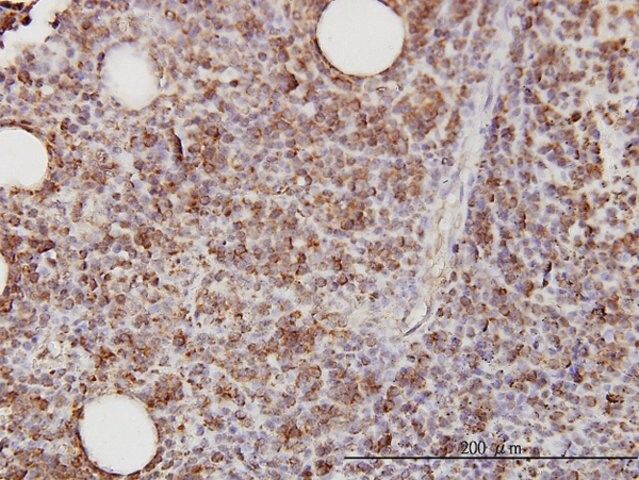 Monoclonal Anti-CD58 antibody produced in mouse