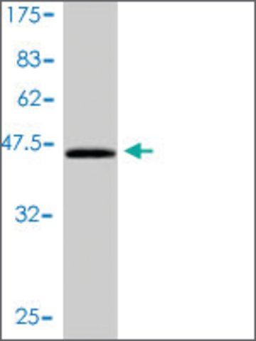 Monoclonal Anti-CEBPG antibody produced in mouse