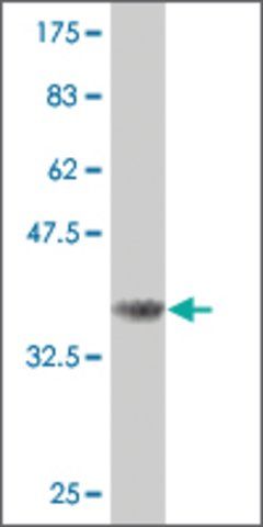 Monoclonal Anti-CDC25B antibody produced in mouse