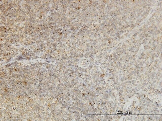 Monoclonal Anti-CDKL4 antibody produced in mouse