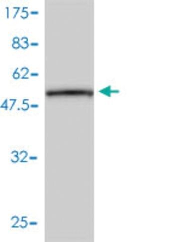 Monoclonal Anti-CD79B antibody produced in mouse