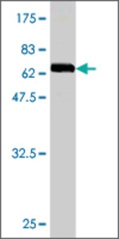 Monoclonal Anti-CDC42EP1 antibody produced in mouse