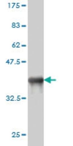 Monoclonal Anti-CD5L antibody produced in mouse