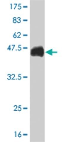 Monoclonal Anti-CDX4 antibody produced in mouse