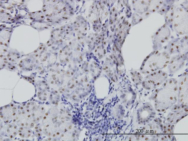 Monoclonal Anti-CDC25C antibody produced in mouse