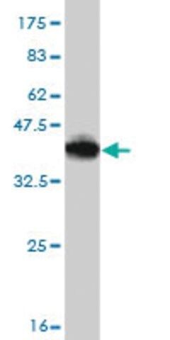 Monoclonal Anti-CD40LG antibody produced in mouse