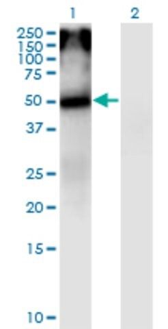 Monoclonal Anti-CHRNA5 antibody produced in mouse