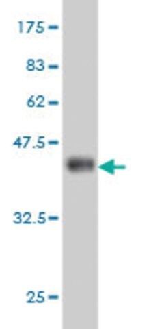 Monoclonal Anti-CENTB2 antibody produced in mouse