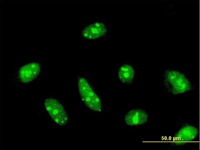 Monoclonal Anti-CDC14A antibody produced in mouse