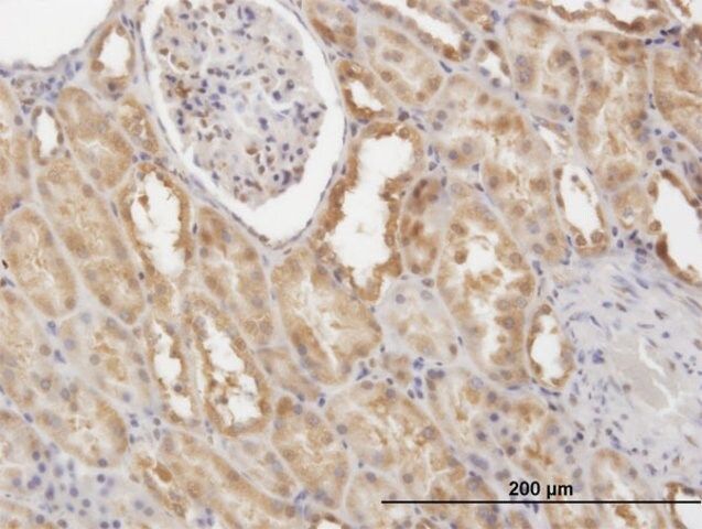 Monoclonal Anti-CFLAR antibody produced in mouse