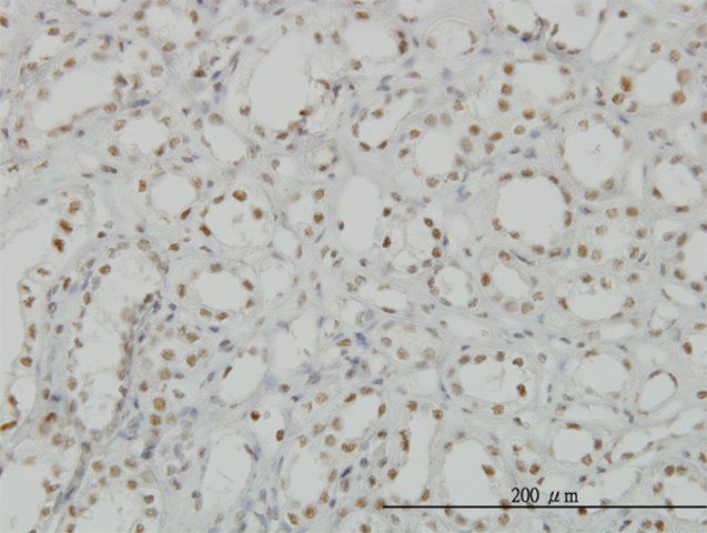 Monoclonal Anti-CDKL1 antibody produced in mouse