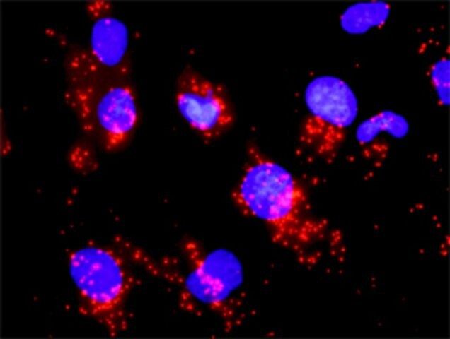 Monoclonal Anti-CDC25A antibody produced in mouse