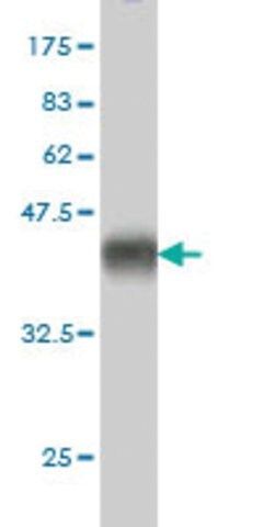 Monoclonal Anti-CX3CL1 antibody produced in mouse