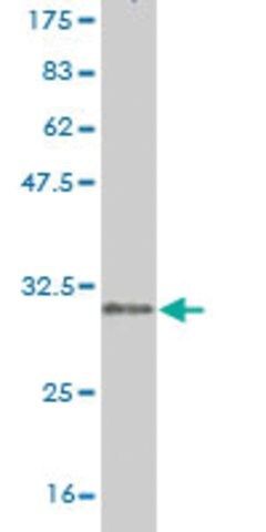 Monoclonal Anti-CLDN2 antibody produced in mouse