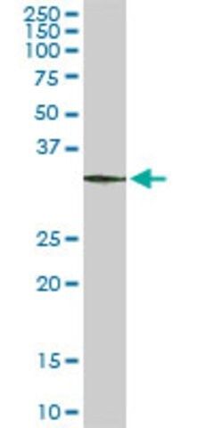 Monoclonal Anti-CIAPIN1 antibody produced in mouse