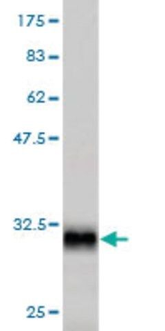 Monoclonal Anti-CMTM4 antibody produced in mouse