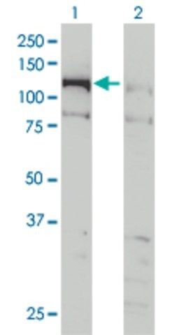 Monoclonal Anti-CHTF18 antibody produced in mouse