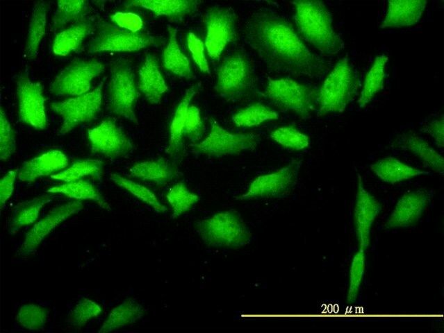 Monoclonal Anti-CKS2 antibody produced in mouse