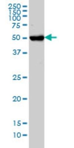 Monoclonal Anti-CHST3 antibody produced in mouse