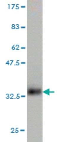 Monoclonal Anti-CXCL1 antibody produced in mouse