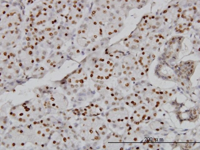 Monoclonal Anti-CMAS antibody produced in mouse